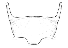   Anthidium parkeri  male, diagram showing dorsal view of sixth sternum (S6), diagram from Gonzalez and Griswold 2013 
